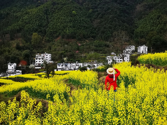 江岭油菜花海1.jpg